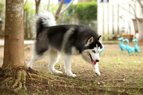 Wooly Husky: Facts About Wooly Siberian Huskies (With FAQs)