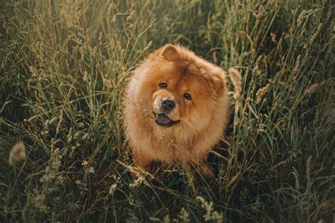 Chow Chow Colors: A Complete Guide For Chow Chow Lovers