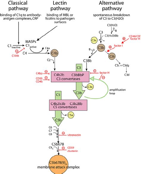 Schematic representation of the complement system and its regulators ...