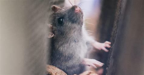 How to Tell If the Noises I’m Hearing are Rodents? - Creature Control