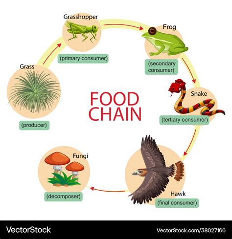 Diagram showing food chain Royalty Free Vector Image