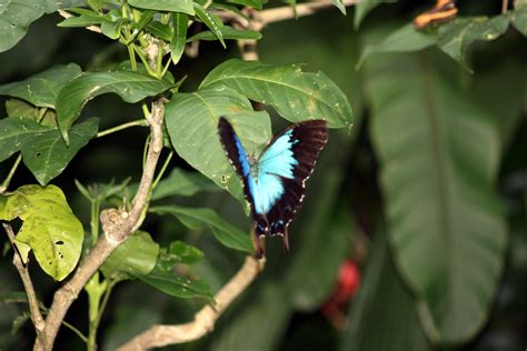 Ulysses Butterfly (Papilio ulysses); Image ONLY