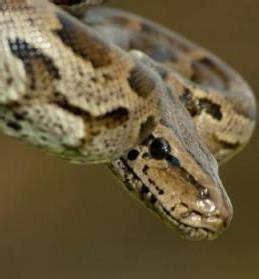 African Rock Python - Snake Facts