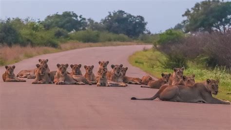 Biggest Lion Pride Blocking the Road in the Kruger - Big on Wild ...