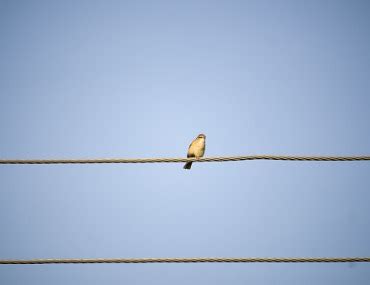 TD Economics - The Federal Reserve: A Bird on the Wire