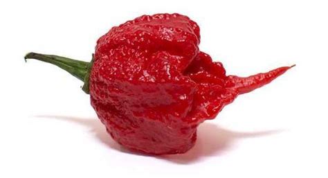 Carolina Reaper - World's Hottest Pepper - Uses, Heat & Flavor + Seeds