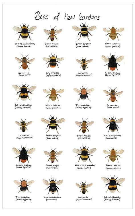 Bees of Kew Tea Towel | Types of bees uk, Types of bees, Different types of bees