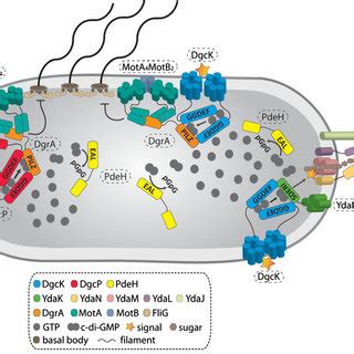 c-di-GMP signaling in B. subtilis. In B. subtilis, the c-di-GMP ...