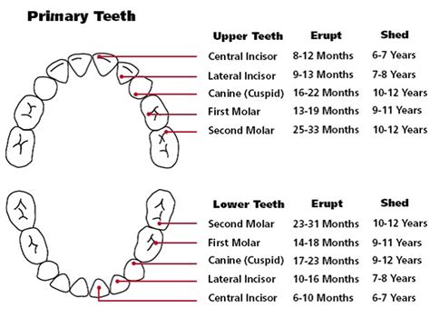 Teeth Chart Printable