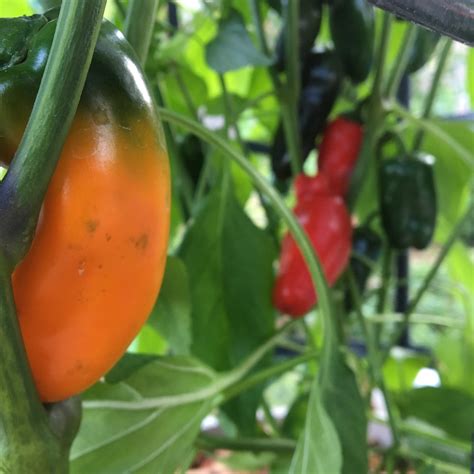 Mini Sweet Pepper Seeds | Tyler Farms