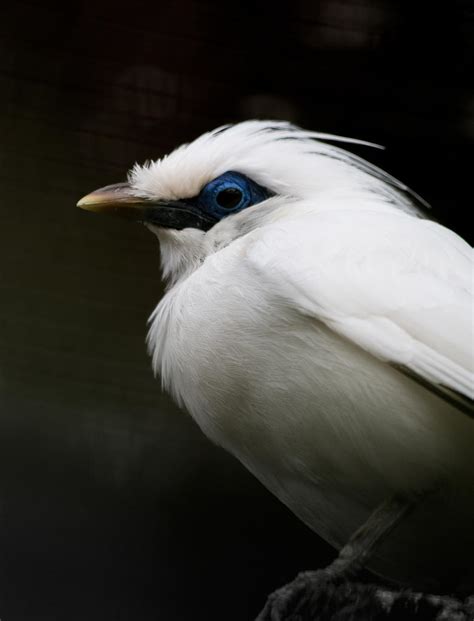 Bali Starling by Scara1984 on DeviantArt