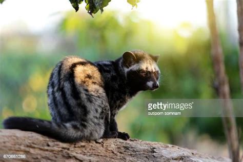 545 Civet Cat Stock Photos, High-Res Pictures, and Images - Getty Images