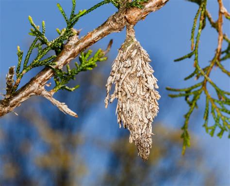 Sarah Browning: Be on the lookout for bagworms