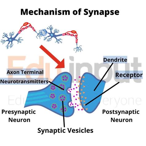 What is Synapse? - Parts, Types, and Mechanism