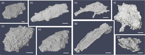 (a-d) Examples of lacunae extracted from SHAM samples showing regular ...