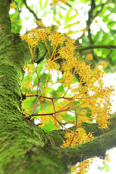 Yellow Saraca Tree in Full Bloom Photograph by Charmian Vistaunet | Fine Art America