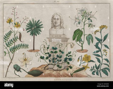 CARL LINNAEUS: Linnée. Botany Zoology Science, antique print 1833 Stock ...