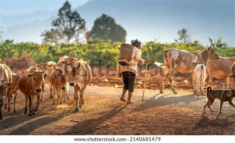 Cattle Gia Lai: Over 6 Royalty-Free Licensable Stock Photos | Shutterstock