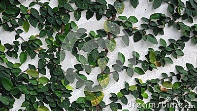 Climbing Ficus Pumila on White Wall Stock Footage - Video of close ...