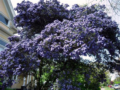 zone 3 rose bushes | Hortus Urbanus: May Blooms | Small city garden ...