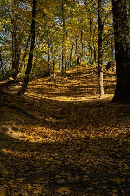 Premium Photo | Autumn forest. forest landscape in autumn. autumn ...