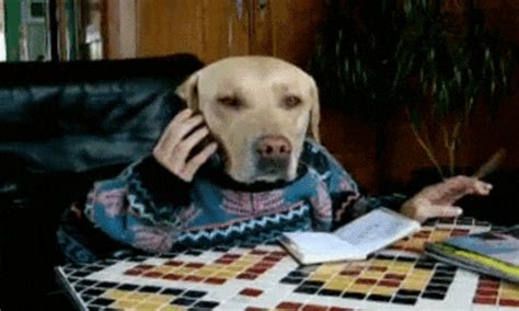 Dog Phone GIFs - Find & Share on GIPHY