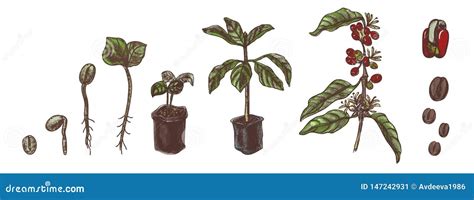 Coffee Set. Coffee Growing Process. Vintage Vector Illustration. Stock Vector - Illustration of ...