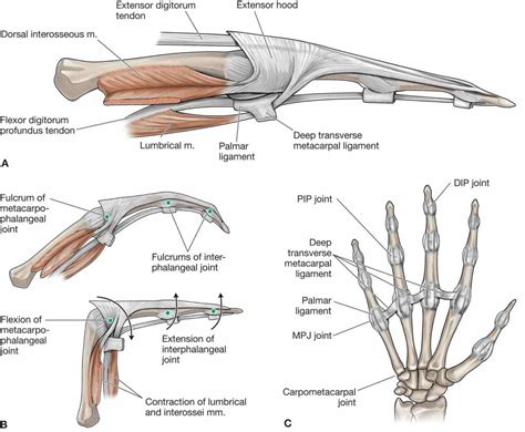 Interior : Radiocarpal Ligament S Anatomy Choice Image Human Learning ...