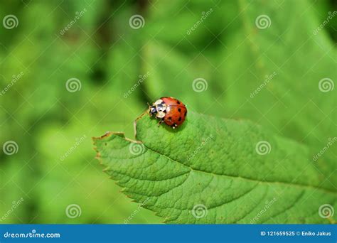 Ladybug on a green leaf stock image. Image of green - 121659525