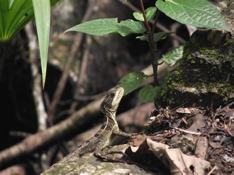 "Jesus Lizard" Images – Browse 163 Stock Photos, Vectors, and Video | Adobe Stock