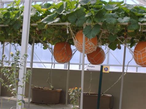 Hydroponic Grow Systems for Easy Potato Cultivation