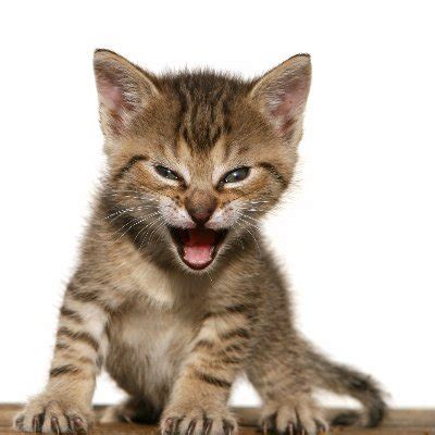 Roaring Kitty @TheRoaringKitty - Twitter Profile | Sotwe