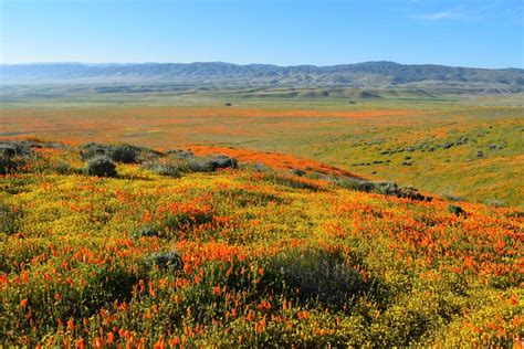 Antelope Valley California Poppy Reserve – MK Library