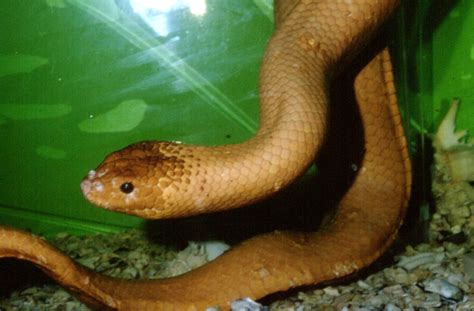 Olive Sea Snake Facts and Pictures