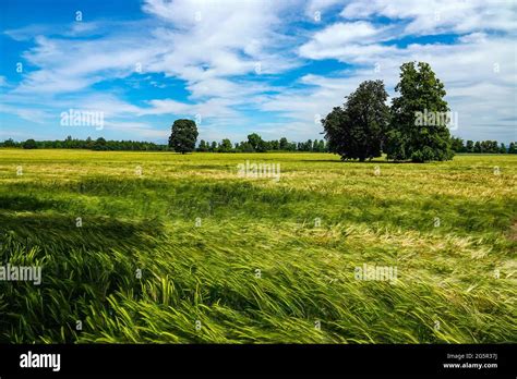 Large fields of crops, barley, growing in summer weather, Bedale, North Yorkshire, England Stock ...