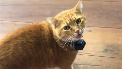 Cat sounds like it’s saying ‘well, hi’, viral video surprises people | Trending - Hindustan Times