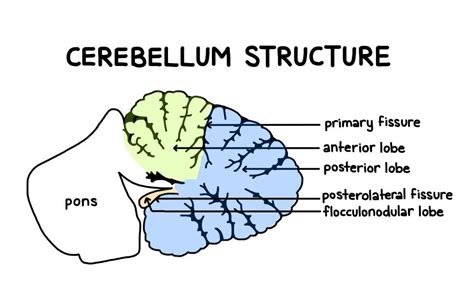 Flocculonodular Lobe Diagram