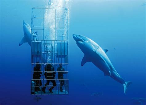 Great White Shark cage diving at Guadalupe Island - Nautilus Liveaboards