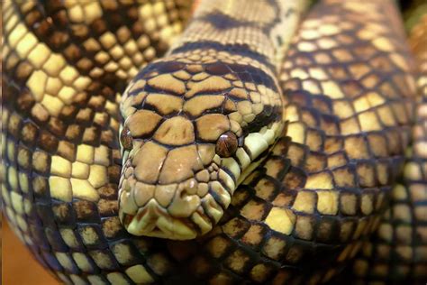 Scrub Python Closeup Photograph by Daniel Caracappa - Fine Art America