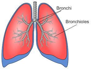 Bronchi | Anatomy, Function & Location - Lesson | Study.com