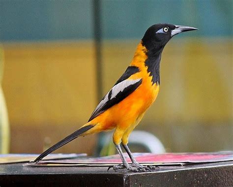 The Venezuelan Troupial, (Icterus icterus) ~ National Bird Of Venezuela ...