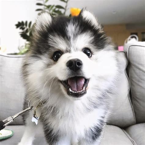 Everything you want to know about Pomsky [Husky+Pomeranian] including grooming, training, health ...
