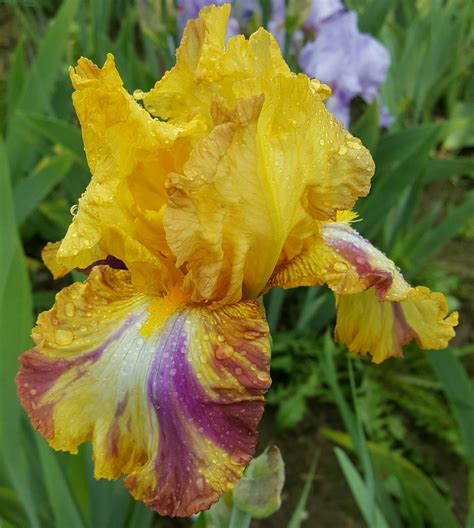 LIGER Broken Color Iris