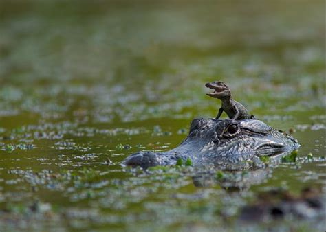 Alligator & baby swimming