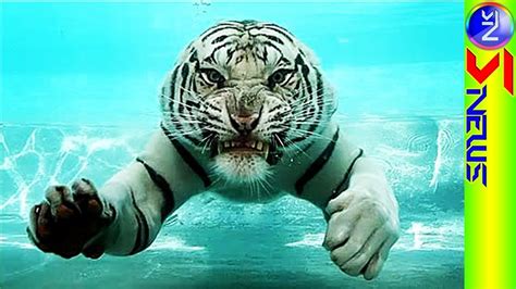 White bengal TIGER swimming underwater to fish for food | Animals, Animals beautiful, Cute animals