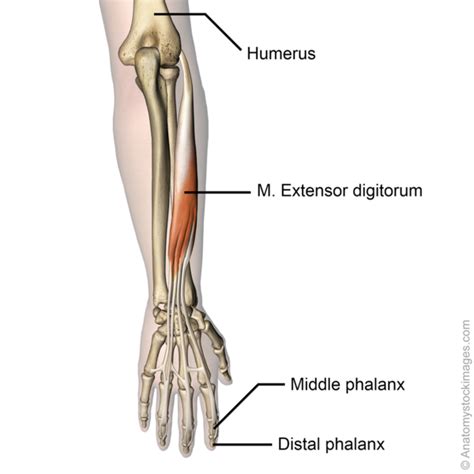 Extensor Digitorum Muscle With Human Arm Posterior Bones Outline Diagram | ubicaciondepersonas ...