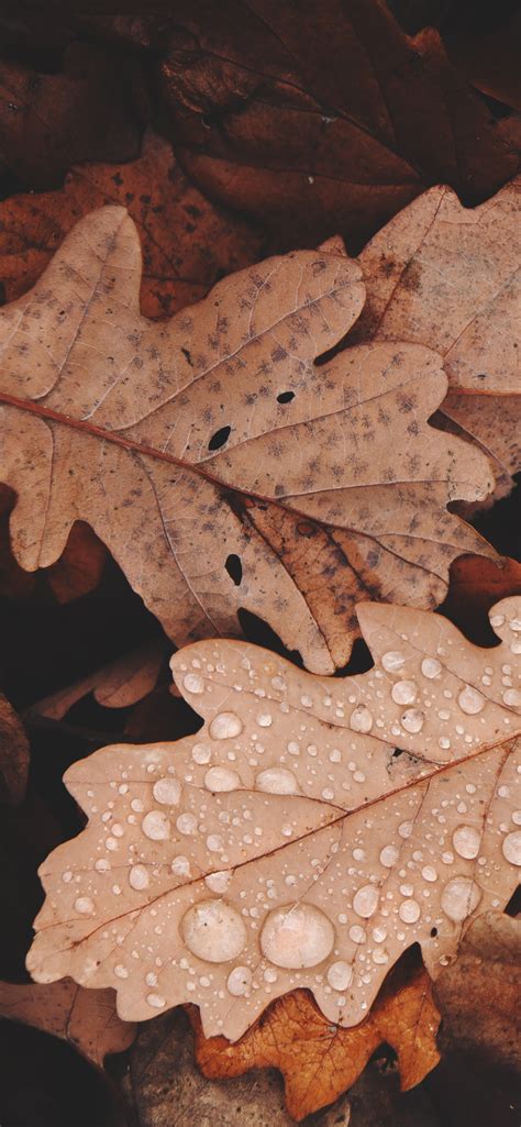 Autumn iPhone 11 Pro Max Wallpapers - Wallpaper Cave