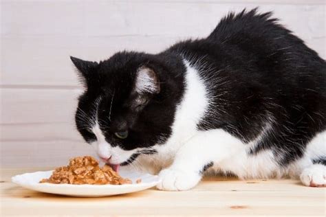 What Is The Best Diet For An Old Cat? Tips For Choosing The Right Diet