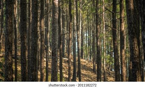 826 Deodar trees india Images, Stock Photos & Vectors | Shutterstock