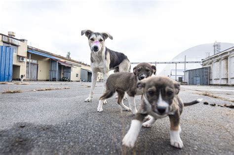 The dogs of Chernobyl: the story of the radioactive pups